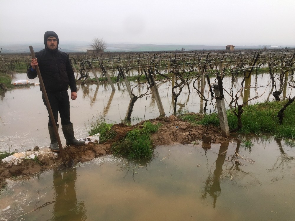 Manisalı çiftçilerin yağmur sevinci
